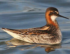 Phalarope à bec étroit