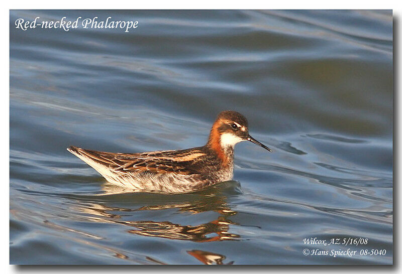 Phalarope à bec étroit femelle adulte nuptial