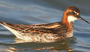 Phalarope à bec étroit