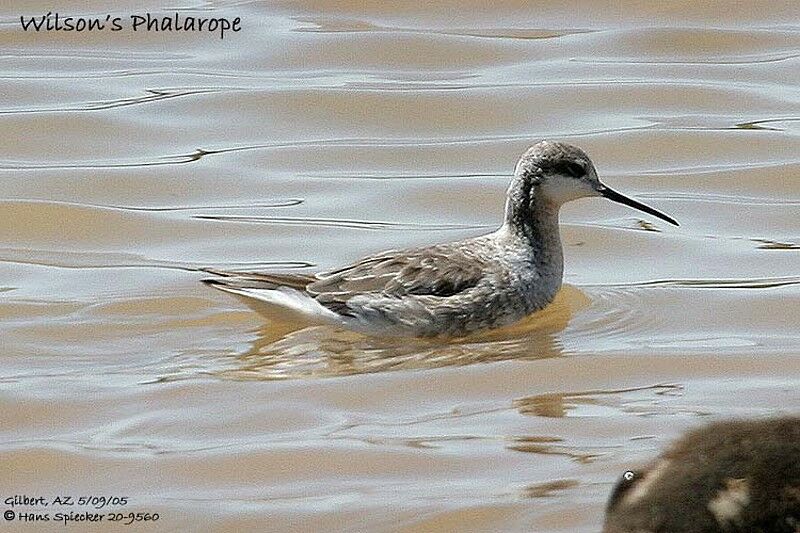 Wilson's Phalarope