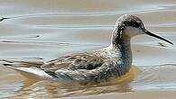 Phalarope de Wilson