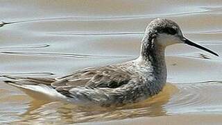 Wilson's Phalarope