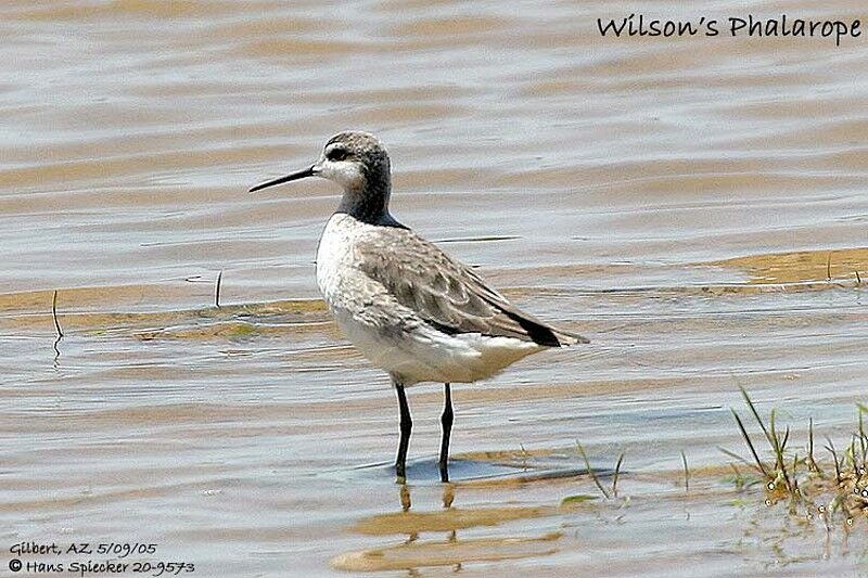 Wilson's Phalarope