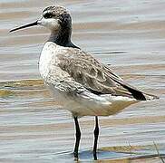 Wilson's Phalarope
