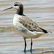 Phalarope de Wilson