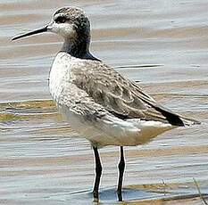 Phalarope de Wilson