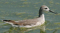 Phalarope de Wilson