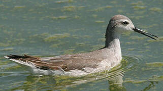 Wilson's Phalarope