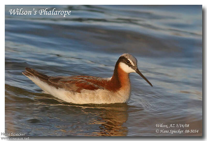 Wilson's Phalarope female adult breeding, swimming