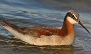 Phalarope de Wilson