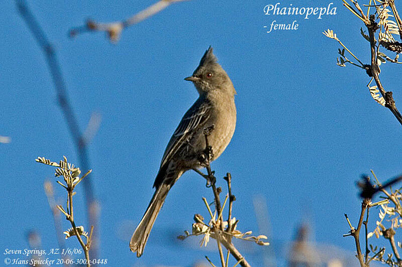 Phainopepla