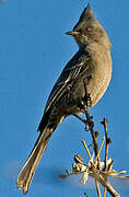 Phainopepla