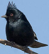 Phainopepla