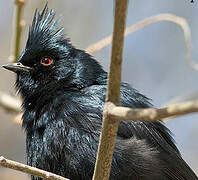 Phainopepla