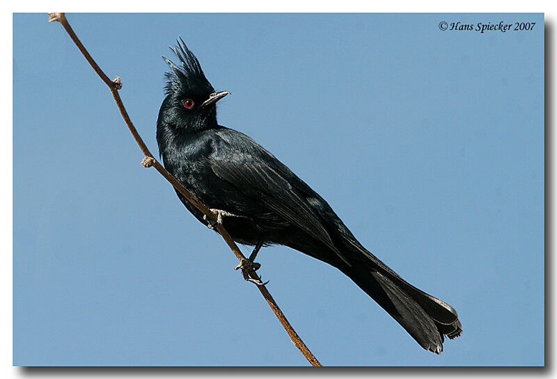 Phainopepla male adult