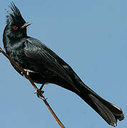 Phainopepla