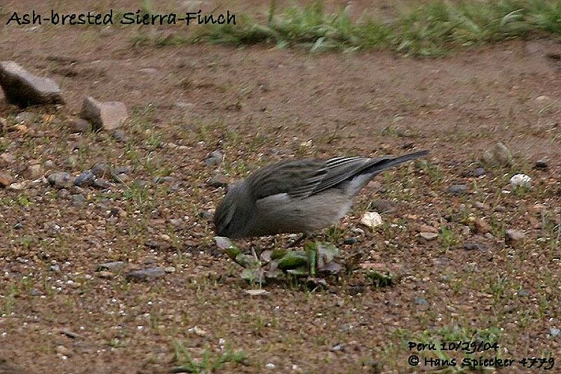 Ash-breasted Sierra Finch