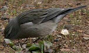 Ash-breasted Sierra Finch