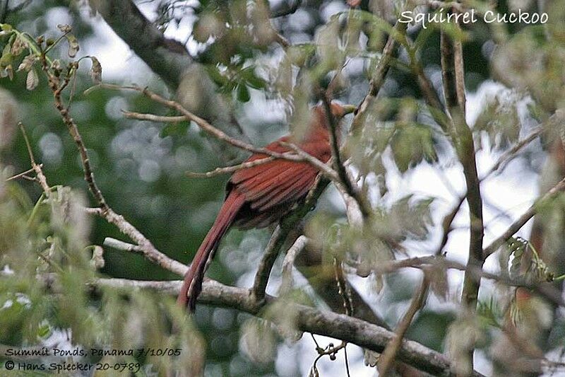 Squirrel Cuckoo