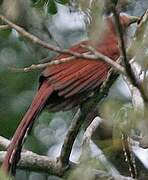 Squirrel Cuckoo