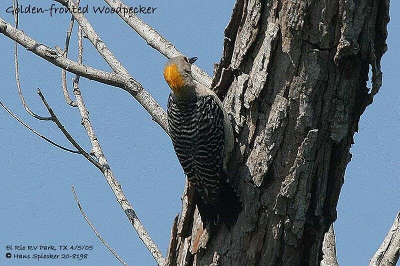 Golden-fronted Woodpecker