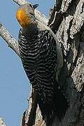 Golden-fronted Woodpecker