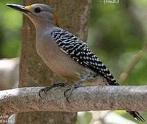 Golden-fronted Woodpecker