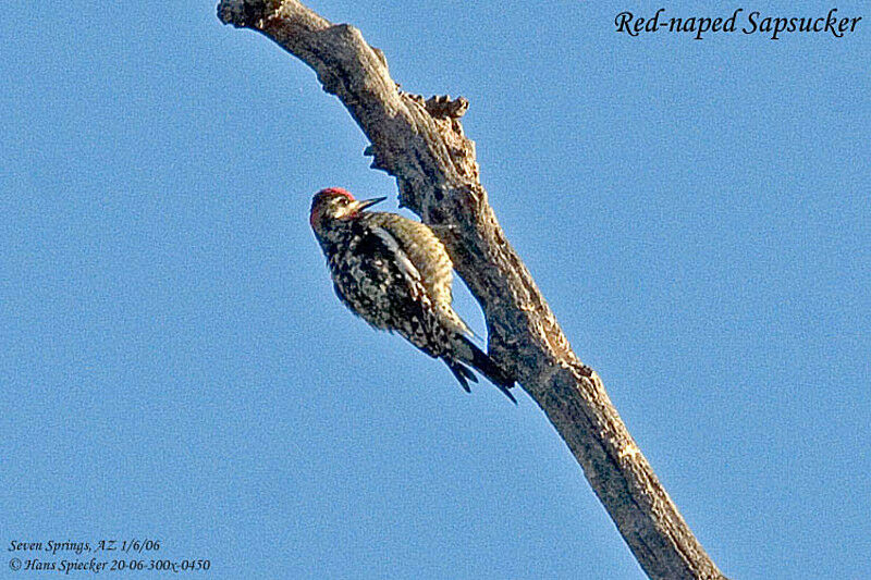 Red-naped Sapsucker