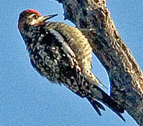 Red-naped Sapsucker