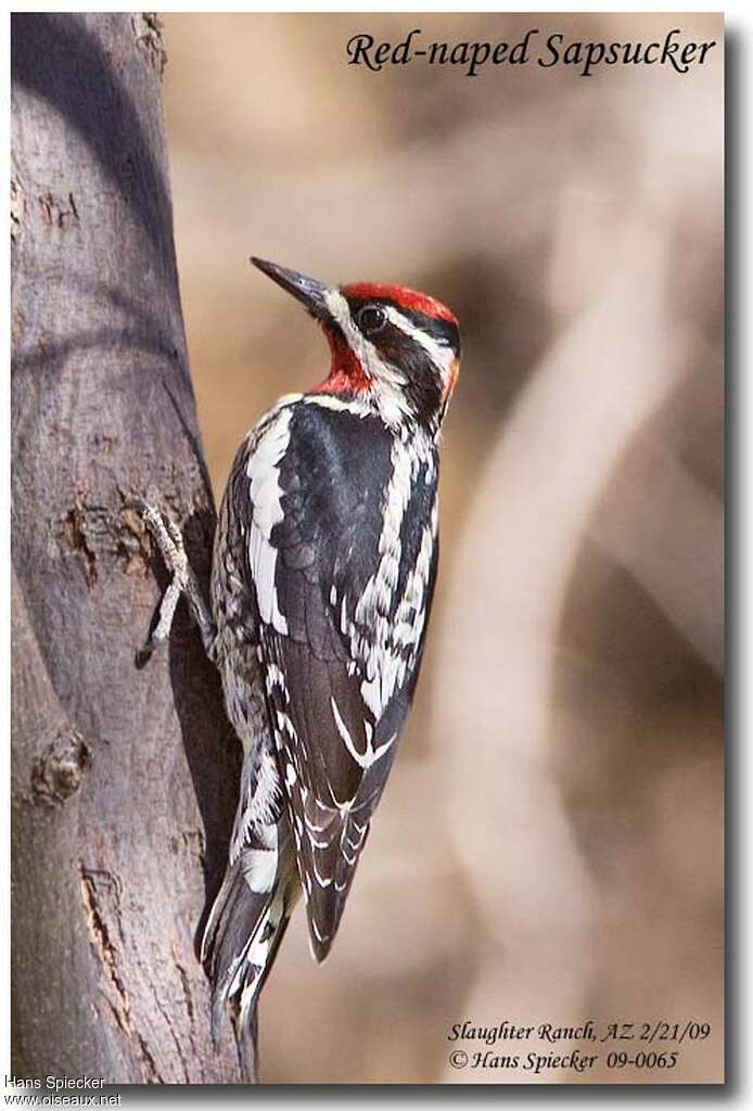 Red-naped Sapsuckeradult, identification