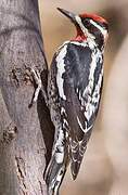 Red-naped Sapsucker