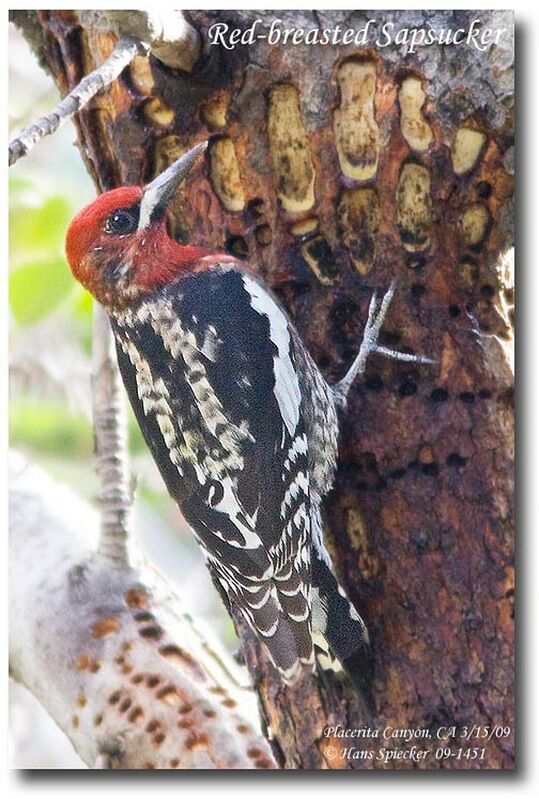 Red-breasted Sapsucker female adult