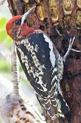 Red-breasted Sapsucker