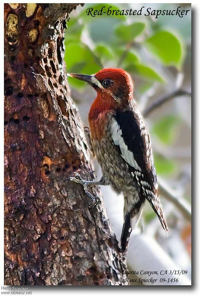 Red-breasted Sapsucker female adult