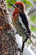 Red-breasted Sapsucker