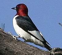 Red-headed Woodpecker