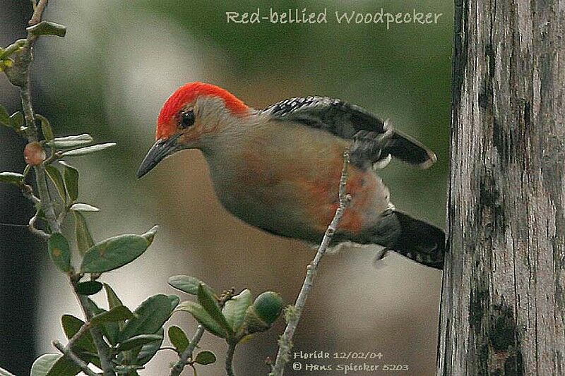 Red-bellied Woodpecker