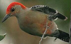 Red-bellied Woodpecker