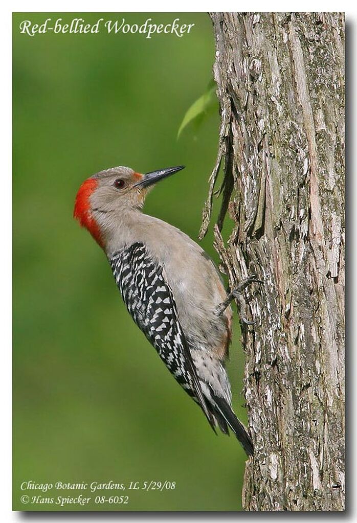 Red-bellied Woodpecker male adult