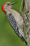 Red-bellied Woodpecker