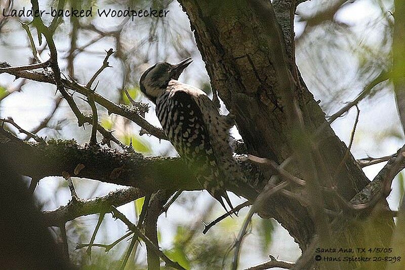 Ladder-backed Woodpecker