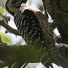 Pic arlequin