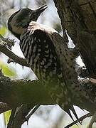 Ladder-backed Woodpecker