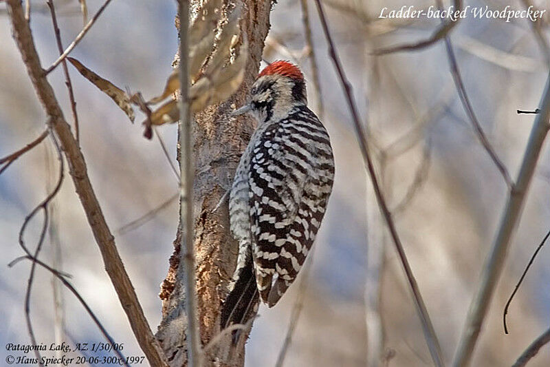 Pic arlequin