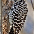 Pic arlequin