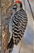 Ladder-backed Woodpecker