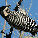 Pic arlequin