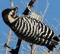 Ladder-backed Woodpecker