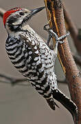 Ladder-backed Woodpecker