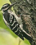 Hairy Woodpecker